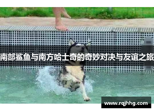 南部鲨鱼与南方哈士奇的奇妙对决与友谊之旅